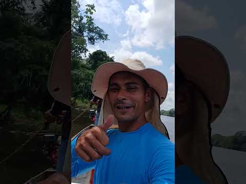 Pescando tucunaré no Paraná, pesqueira de Ipixuna. 🐟#Pescaria #Tucunaré #Ipixuna #Amazonas