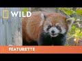 Is This Panda The Next Picasso? | Secrets Of The Zoo | National Geographic Wild UK