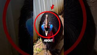 Download lagu Jangan Abaikan Suara Ini… Ini Adalah Peringatan dari Burung Kasuari #burung #suara #hewan mp3