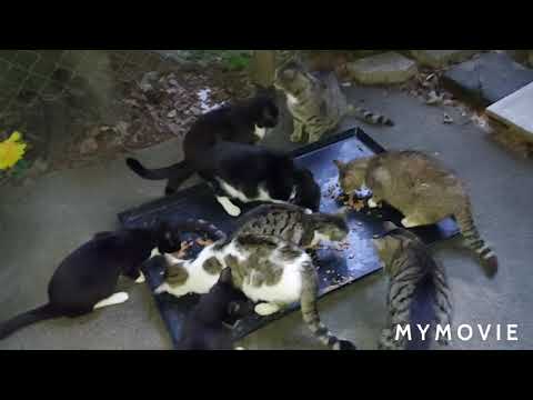 BASI BIS - wzorem już o godzinie  5-tej idę do Bocianówki dać kotkom śniadanie : 7.07.2021/5:02