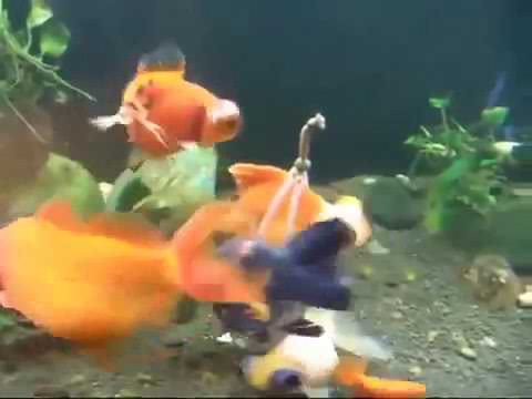 Tekerlekli sandalye ile yüzen japon balığı(sevgilisi için kavga etti 1 bacağı kırıldı bir de kalbi)