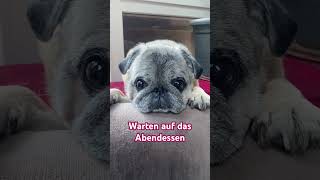 #pug #mypug #eddie #mops #mopsliebe #puglove #puglife