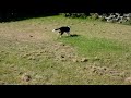 Border Collie welpen kaufen