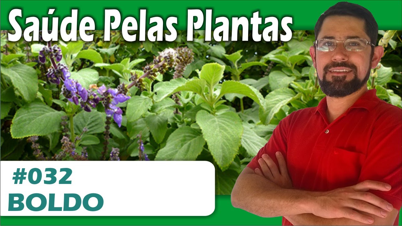Saúde Pelas Plantas - Boldo [azia, gastrite, refluxo, estimulante digestivo, estimulante do apetite]