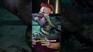 Como as serpentes constritoras comem? #biologohenrique #animais #bichoesperto #biologo #cobra