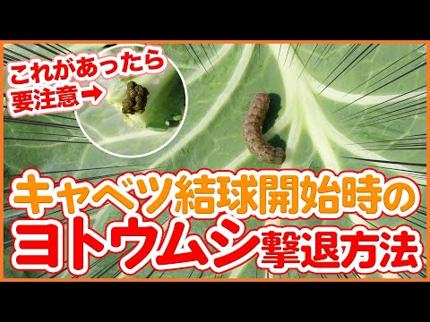 園芸 結球キャベツ、結球キャベツ