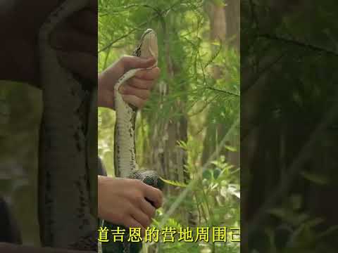 这个妹子太猛了，徒手抓蟒蛇！#shorts