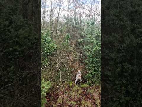 Chasse bécasse #beccaccia#pointerdog#chien#hunting#woodcockhunting#woodcock#becasse