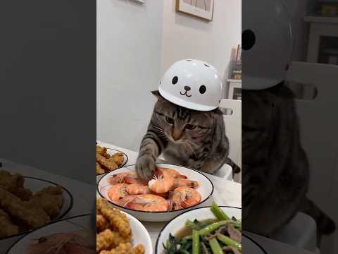 Prêt à tout pour manger des crevettes 😂