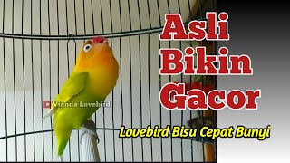 Download lagu ASLI BIKIN GACOR, SUARA LOVEBIRD INI Memancing Emosi Lovebird Bisu, Agar Cepat Bunyi ikut Ngekek mp3 Download lagu ASLI BIKIN GACOR, SUARA LOVEBIRD INI Memancing Emosi Lovebird Bisu, Agar Cepat Bunyi ikut Ngekek mp3