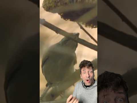 Tip your Honey Guide