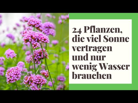 , title : '24 Pflanzen, die viel Sonne vertragen und wenig Wasser brauchen | Pflanzen Vollsonne'
