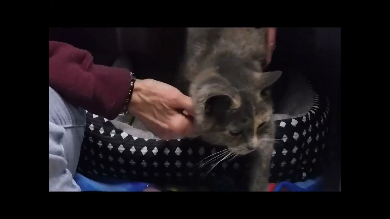 Enlarge SOLSTICE, an adopted Domestic Short Hair in Ironwood, MI video 2/2