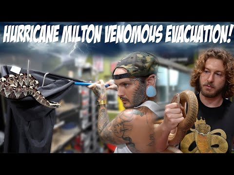 HURRICANE MILTON VENOMOUS SNAKE EVACUATION !