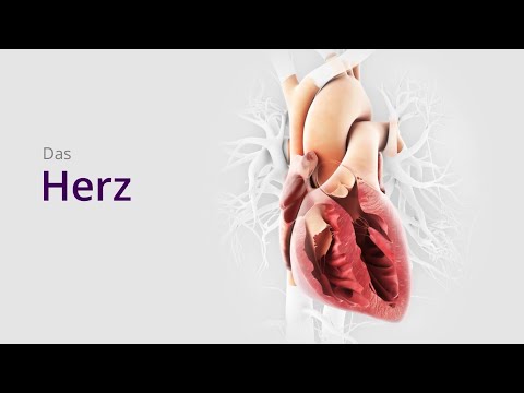 MediFacts - Der Herzschlag in 30 Sekunden erklärt