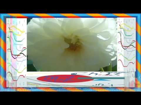 🌷👵O floare și un zâmbet 👵🌷de Mureșan Israel