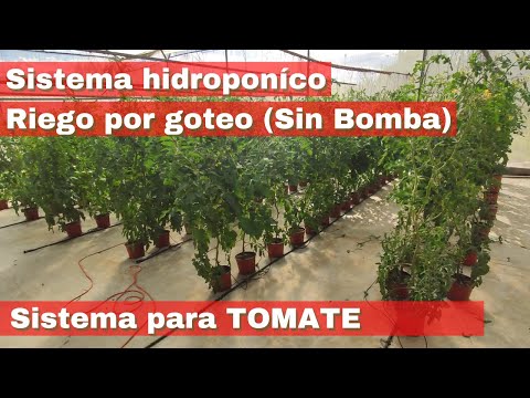 , title : 'Sistema hidroponico para tomate ¿Cómo sembrar tomate en hidroponía?'
