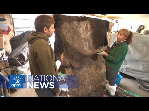 Chipewyan family revives culture with moose hide project | APTN News
