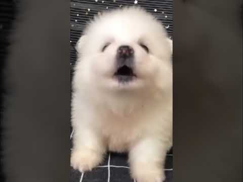 MEA, Tom Franke - Scream [Disco polo magic music - popular music deep house]