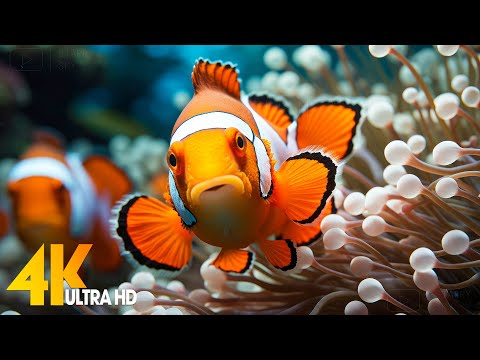 Aquarium 4K VIDEO (ULTRA HD) 🐠 Beautiful Coral Reef Fish - Relaxing Sleep Meditation Music #108