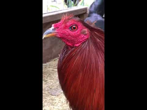 4-way Hatch Cock over Pure Peruvian Yury  pullet direct from HKP game farm 1-512-905-2005