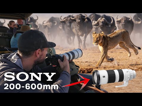 The Sony FE 200-600mm for WILDLIFE and on SAFARI