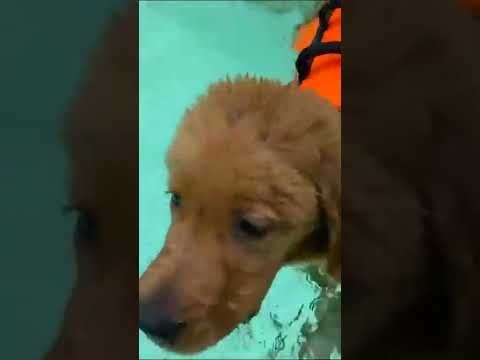 dog 😍😎😎😉