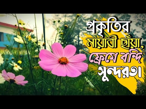 "Cosmos Flower Cinematic Video | Captured by Fx Maruf | Nature’s Beauty in 4K"