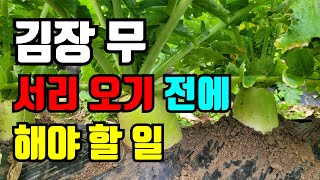 무 서리 내리기 전에 해야 할 일 늦으면 무 못먹어요.