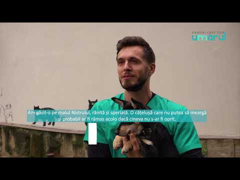 Asociația ALGA – Oameni care pun umărul pentru protecția animalelor