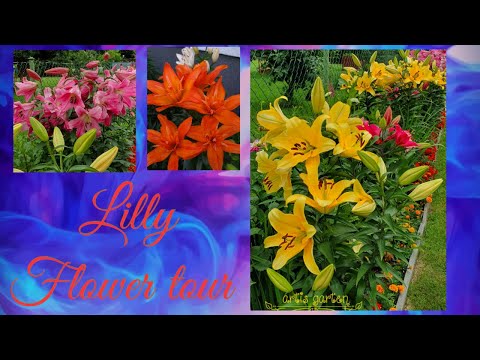 Garten Rundgang Juli 2021