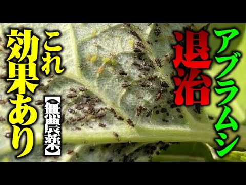 灰色のキャベツのアブラムシが葉を荒らす幼虫昆虫が葉の塊を破壊する
