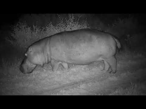 Djuma: Four Hippos out feeding - 18:25 - 05/29/2023