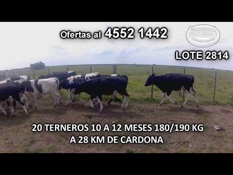Lote 20 Terneros 20 HO 180/ 190 Kgkg -  en La Cuchilla del Perdido- A 28 Km de Cardona