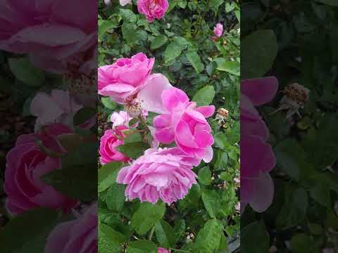 重曹 雑草 雑草 コケ草 ヒルガオを自然に殺す