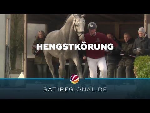 Hengstkörung 2023 in Neumünster