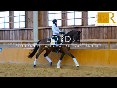 SOLD!Dressurpferd - 2014 Hannoveraner Wallach von Landor S, Stm. ca. 1,70, S-Dressur - Lord