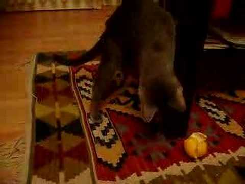 cat and mandarin zest