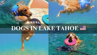 🇺🇸 My DOGS Go Swimming in Lake Tahoe | Swimming, Veggie Prep & Watermelon🍉 Soju!