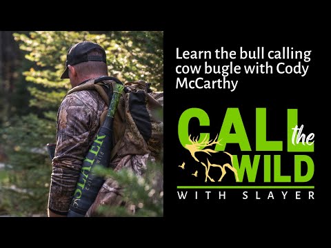 Learn the bull calling his cows bugle with Cody McCarthy