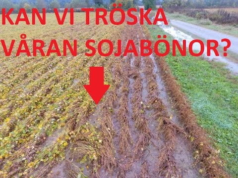 Stora Sundby S2 AVS 19  VATTENSJUKA GRÖDOR