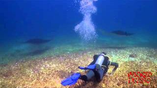 preview picture of video 'Wicked Diving with manta rays at Komodo'