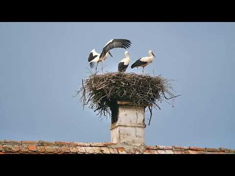 White Stork (Ciconia ciconia) - Sarata (Romania) 27-7-2014