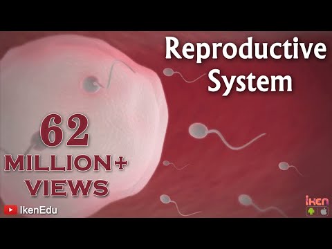 Learn About the Male and female Reproductive Systems