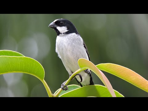Kňažík diamantový (Sporophila lineola) — video o speve a chove