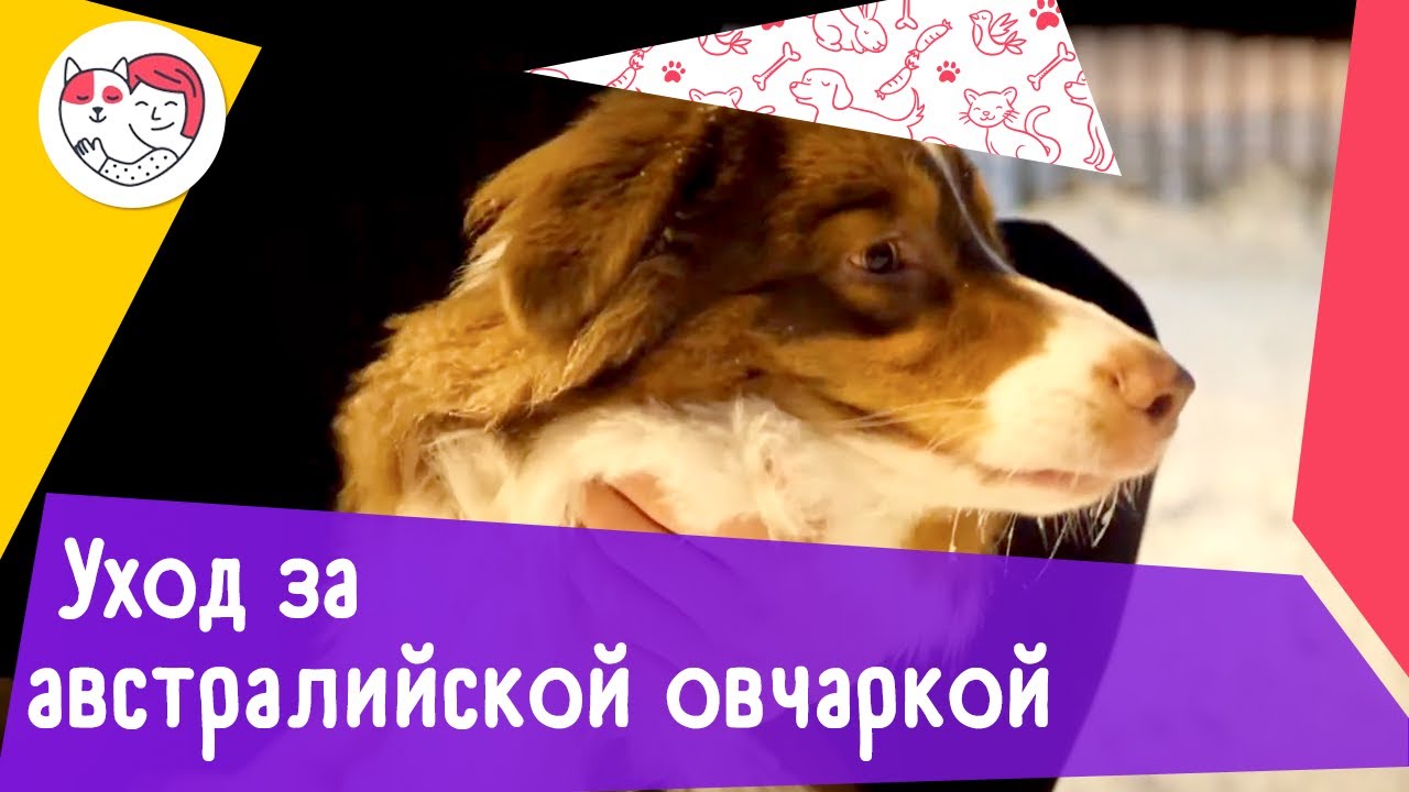 5 особенностей ухода за австралийской овчаркой