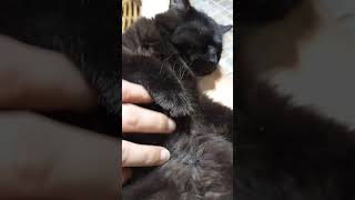 Sleeping 🐱 Cat | Luluby Anne Murray