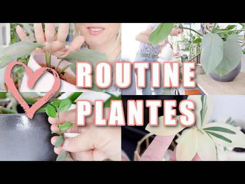 , title : '🪴 Routine plantes d'intérieur 🪴 Vidéo relaxante sur l'entretien des plantes vertes 🌿'