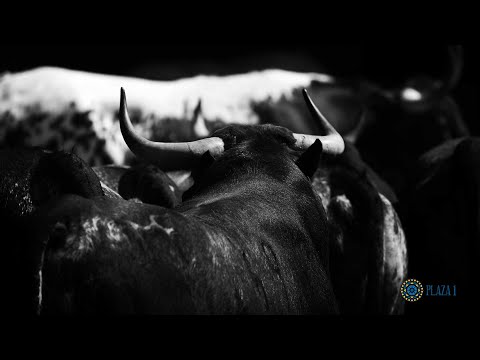 SORTEO | Novillos Los Maños 9 mayo