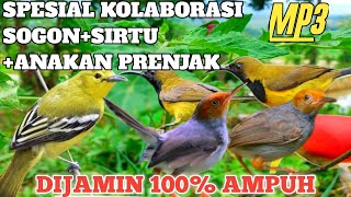 Download lagu Pikat Kolaborasi Sadiss Burung Sogon, Sirtu, dan Prenjak Atas Ribut 😱‼️ mp3 Download lagu Pikat Kolaborasi Sadiss Burung Sogon, Sirtu, dan Prenjak Atas Ribut 😱‼️ mp3